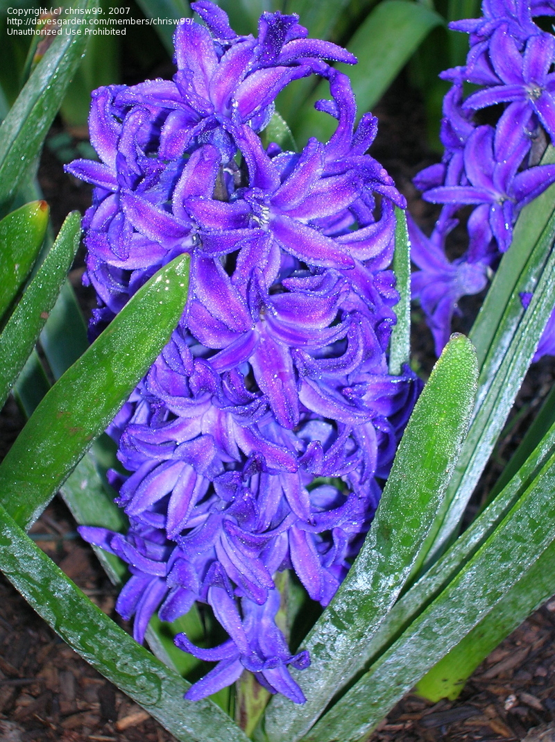 Hyacinthus Orientalis